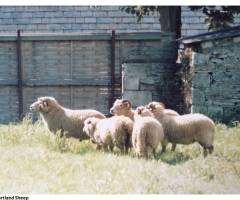 110_1-Portland_Sheep