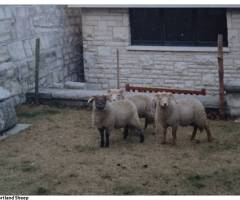 131_9-Portland_Sheep